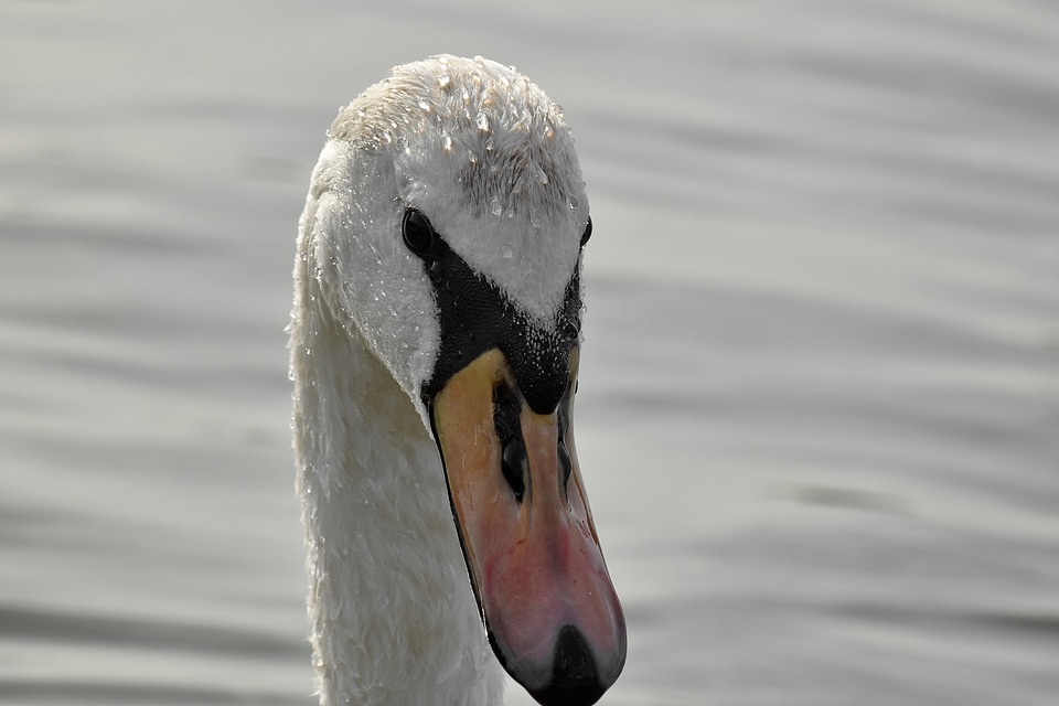 Head looking swan