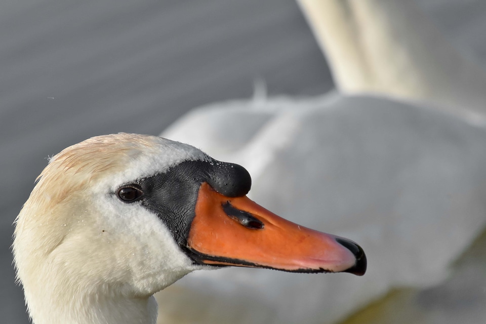 Beak swan wilderness