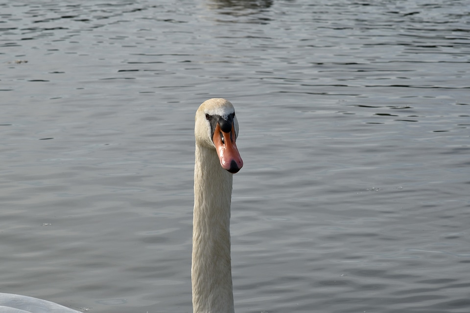 Beak aquatic bird bird