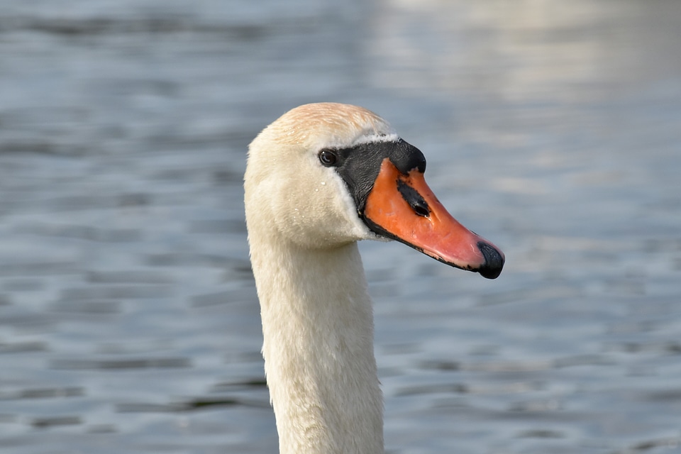 Portrait swan wading bird