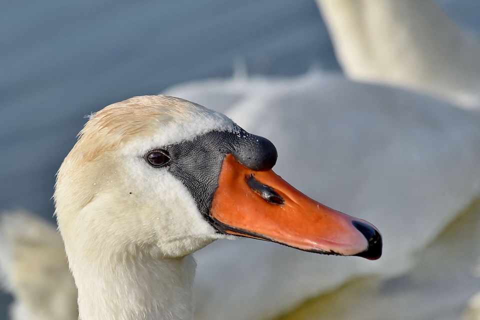 Beautiful head swan