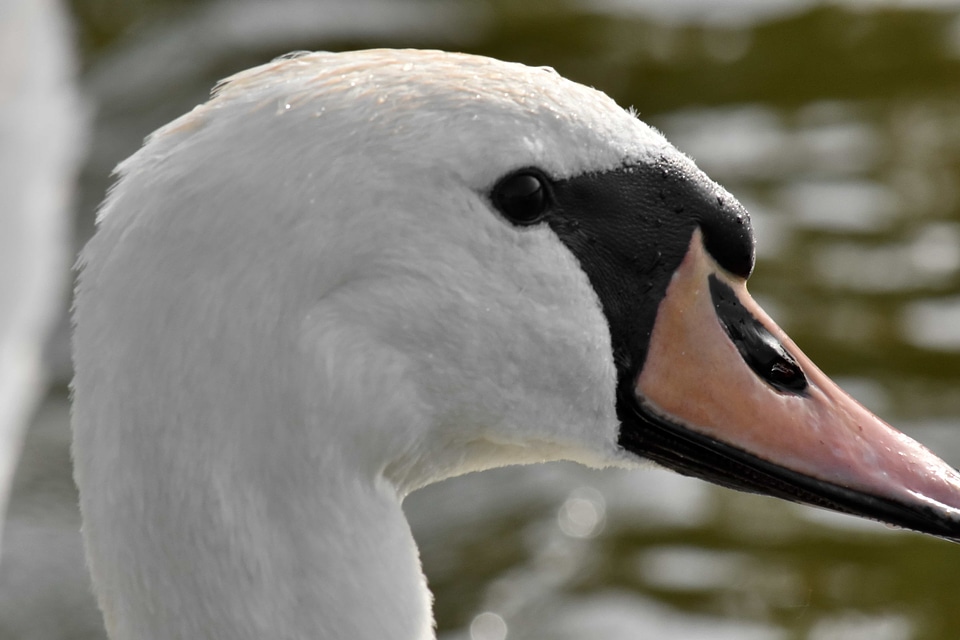 Blurry swan feather