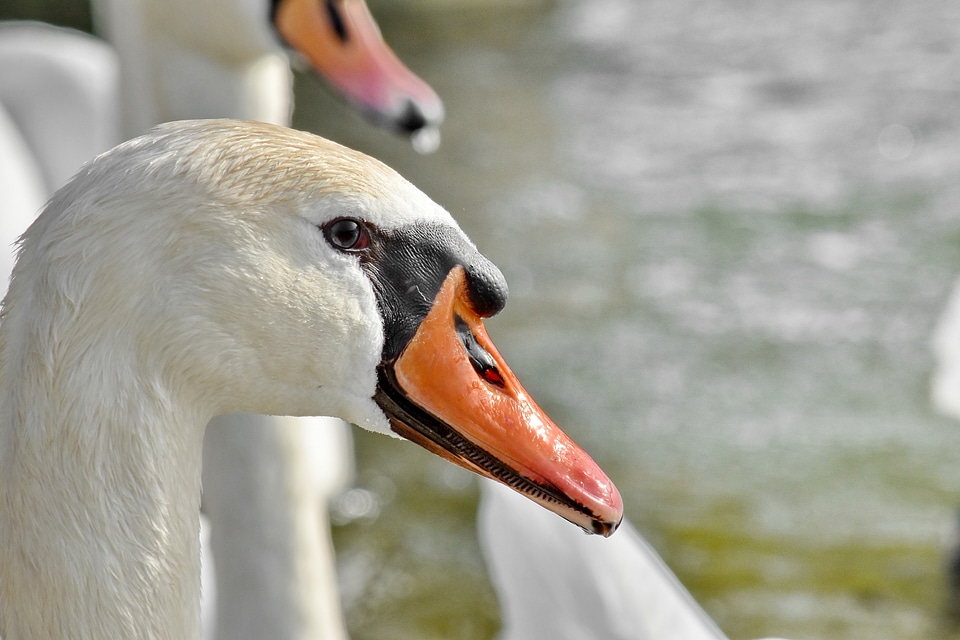 Flock swan aquatic bird
