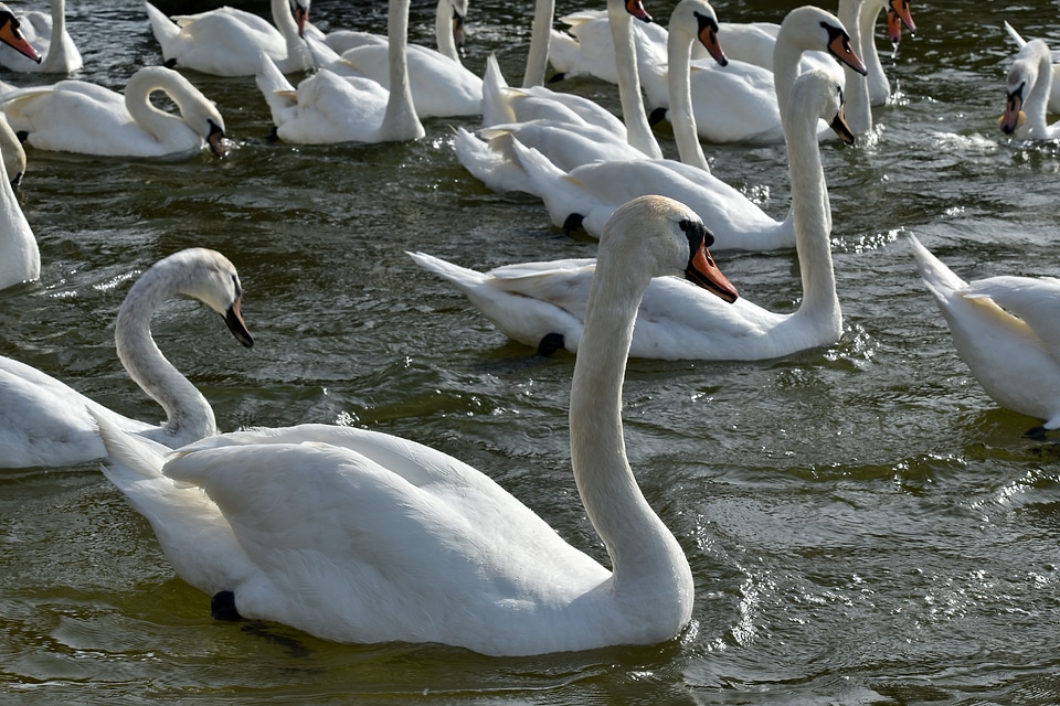 Flock swan aquatic bird