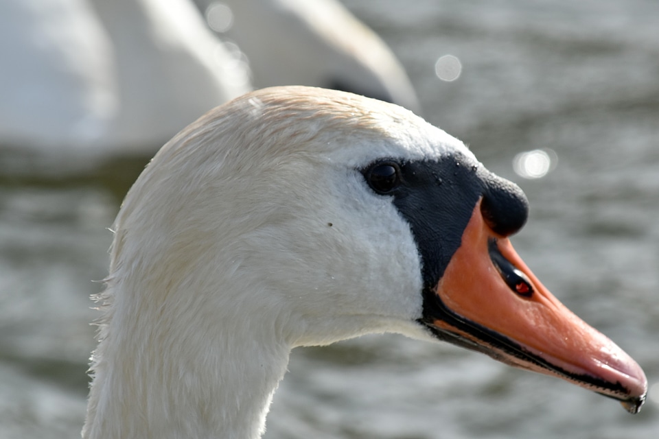Wildlife waterfowl aquatic bird