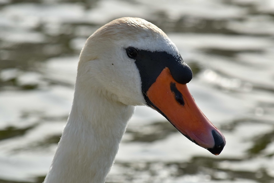 Beak neck portrait