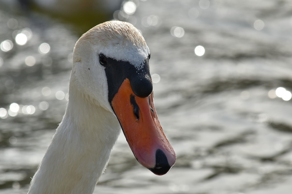 Head portrait swan