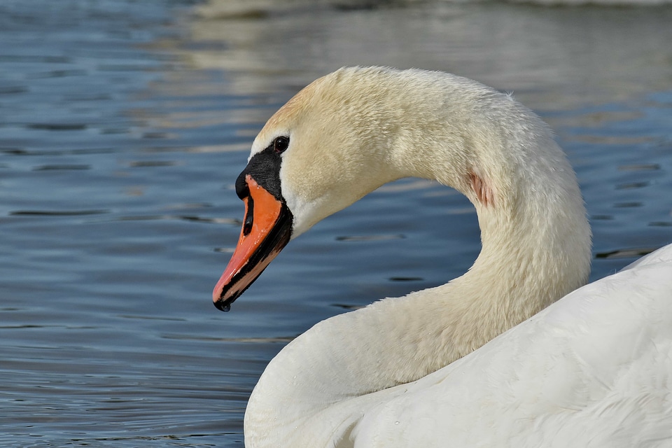Pretty swan aquatic bird