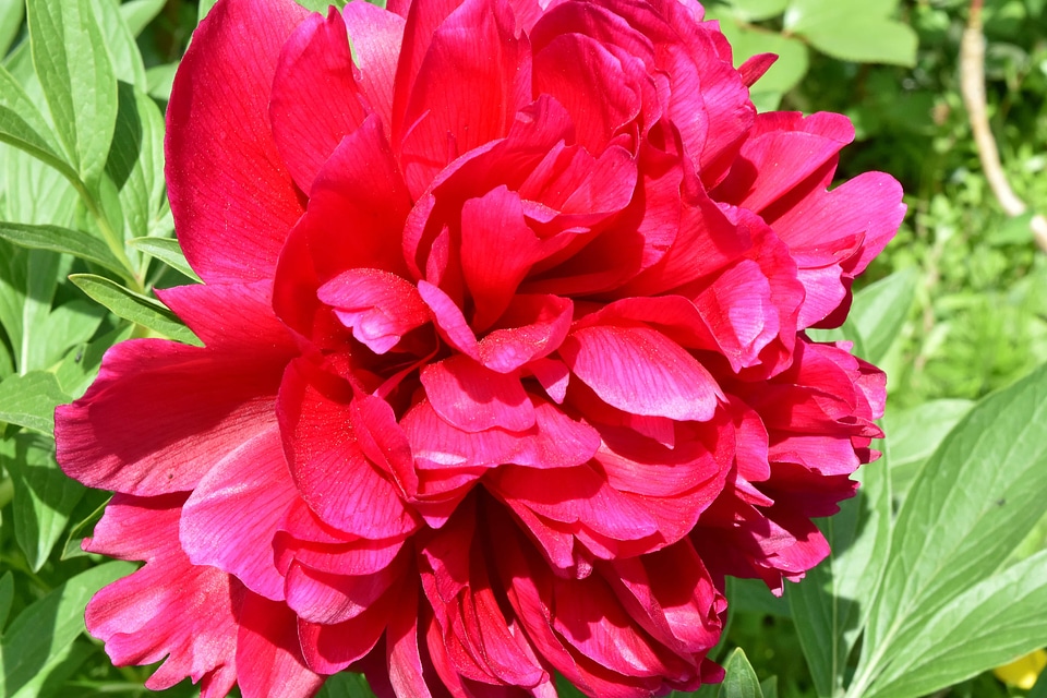 Peony petals red
