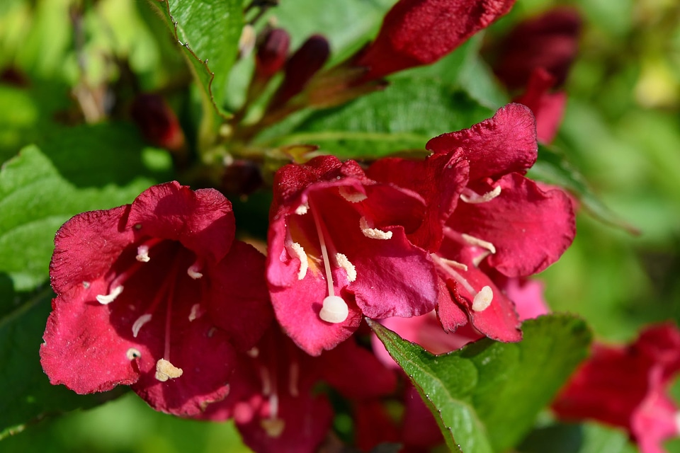 Petal garden plant