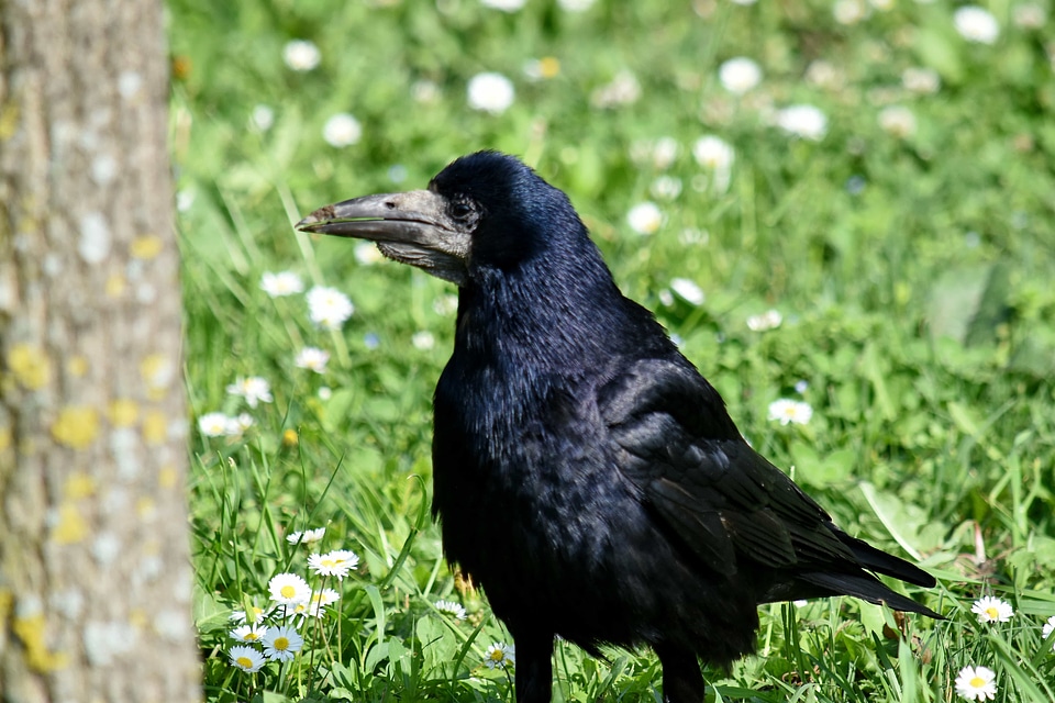 Black portrait raven