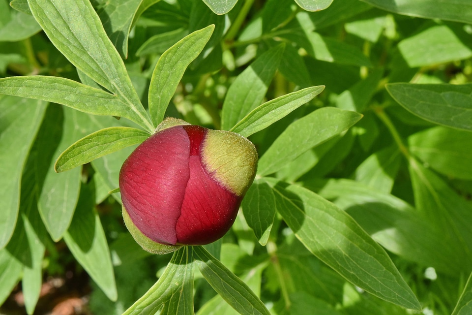 Flower Bud flower garden peony