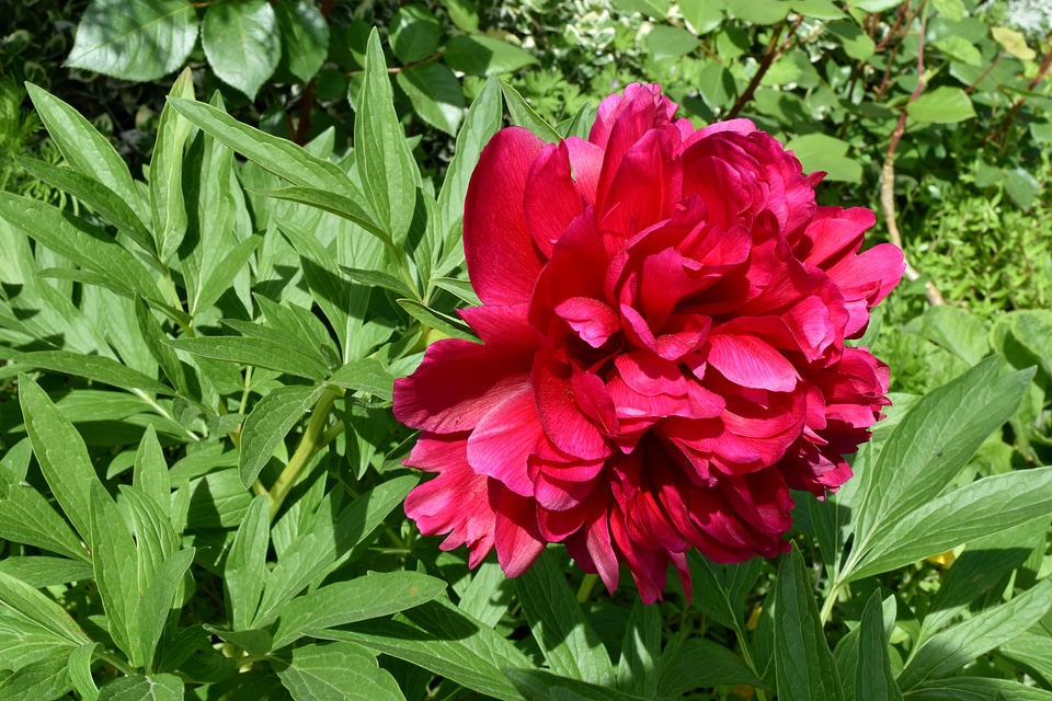 Flower Garden flowering peony