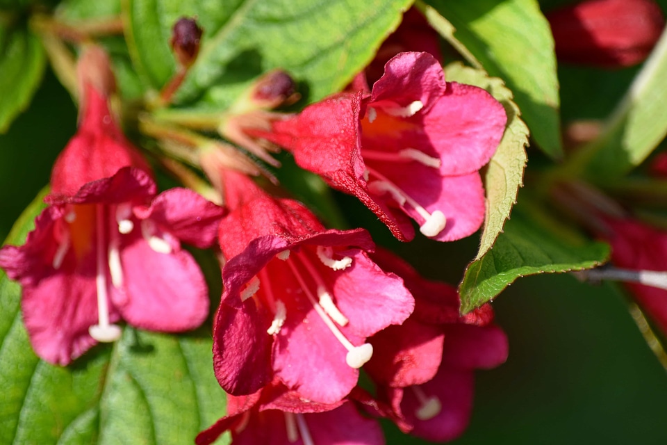 Pistil pollinating flower