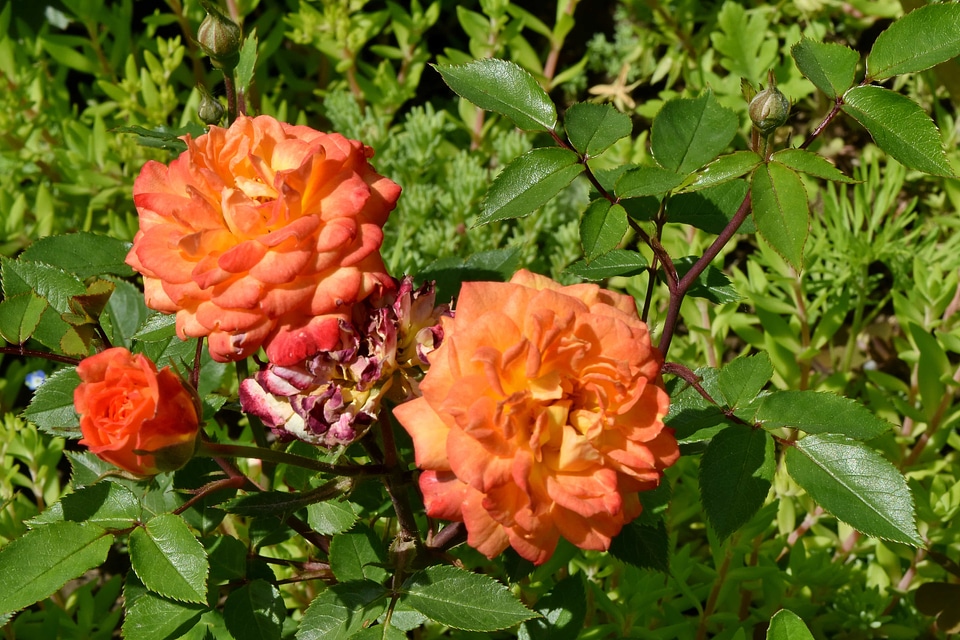 Botanic bright shrub