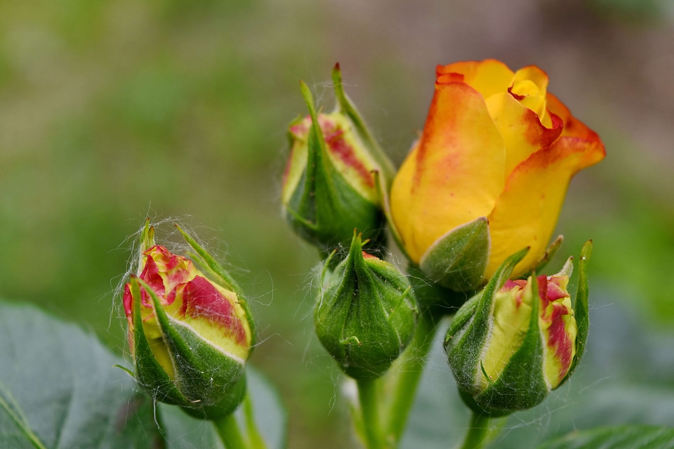 Ecology roses yellow