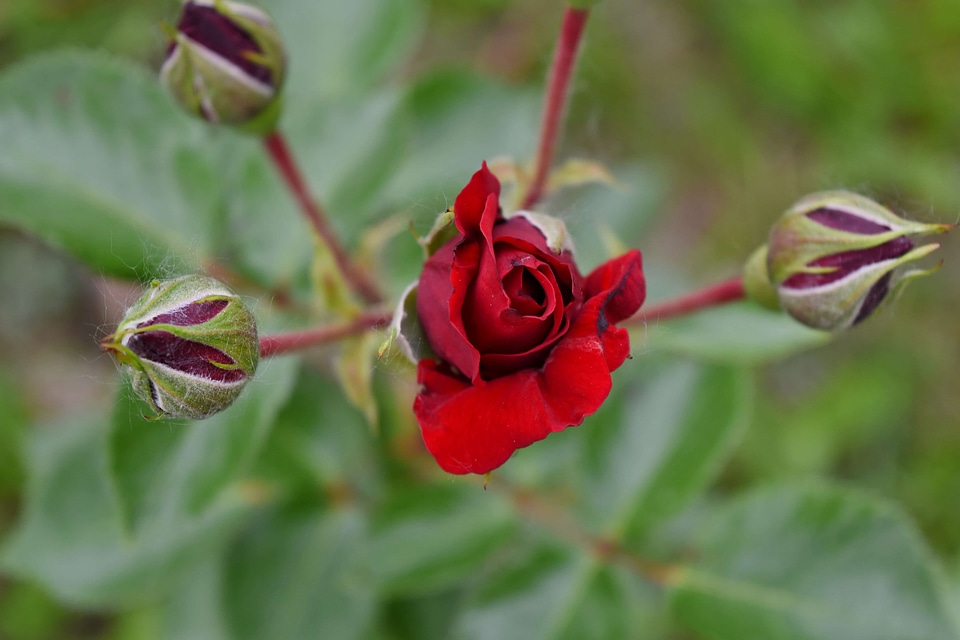 Flower Bud flower garden red