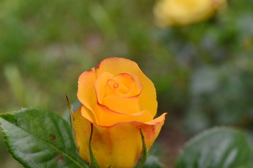 Yellowish Brown beautiful beautiful flowers