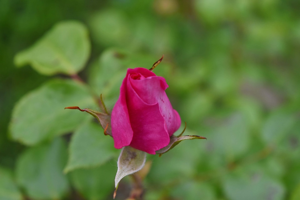 Pinkish pollen rose