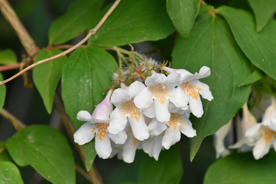 Bush green leaves white flower