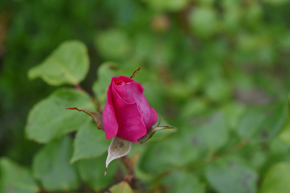 Ecology environment flower garden