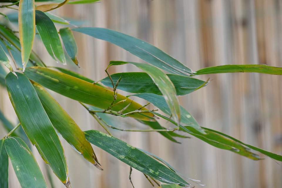 Bamboo green leaves spring time