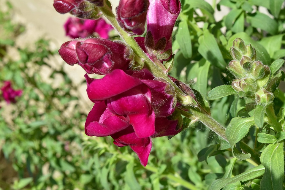 Flower Bud flower garden flowers