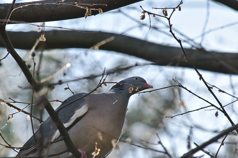 Branches grey ornithology photo