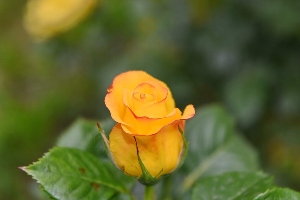 Yellow beautiful beautiful flowers