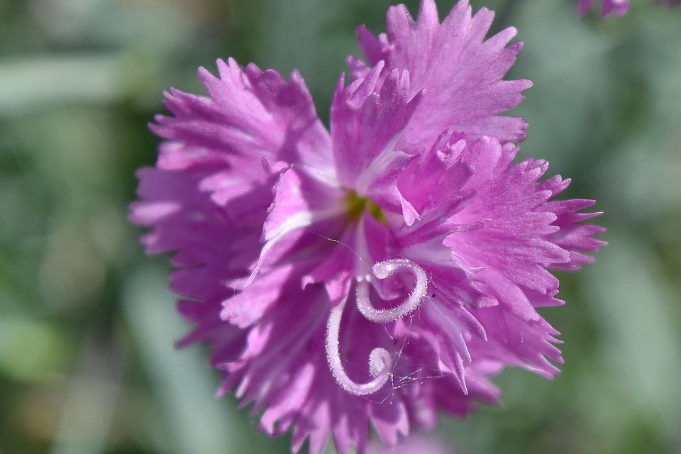Carnation petals pistil