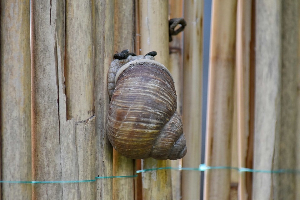Light Brown spiral invertebrate