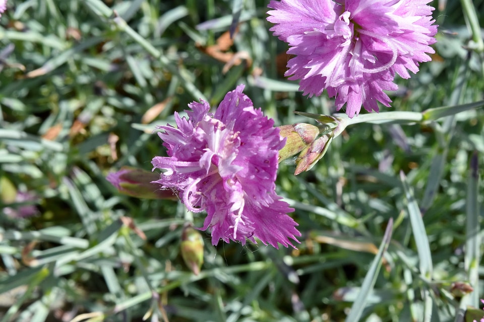 Carnation meadow nature