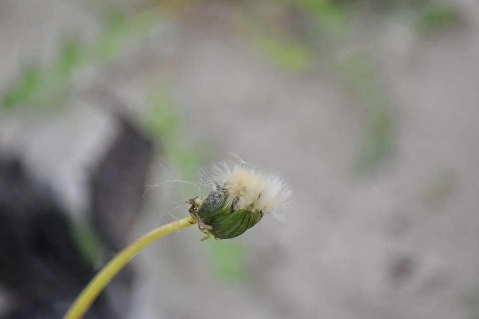 Blur dandelion nature
