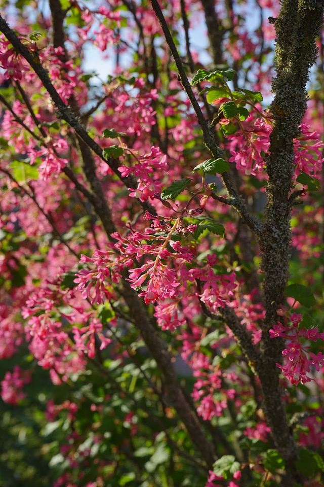 Red ribes sanguineum currants