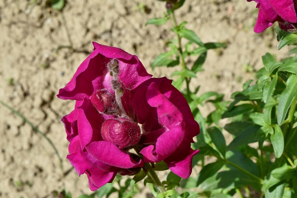 Purple plant nature
