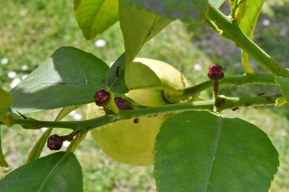 Lemon orchard nature