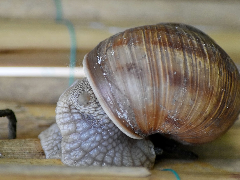 Invertebrate gastropod spiral