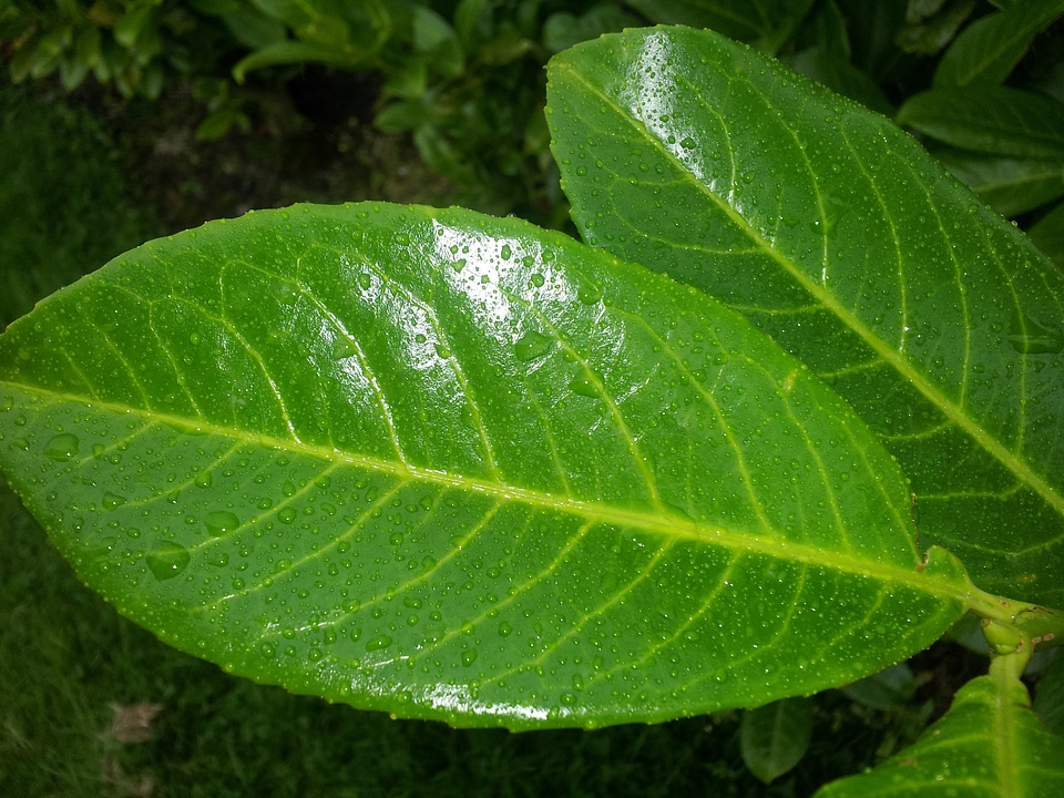 Rain water droplets