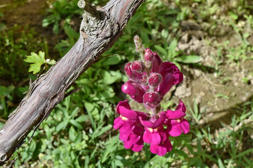 Flower Bud purple vineyard