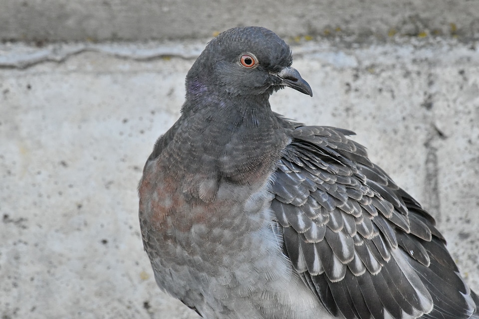Feather grey pigeon photo