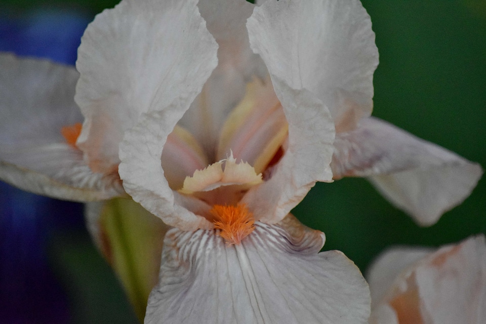Iris pollen white flower