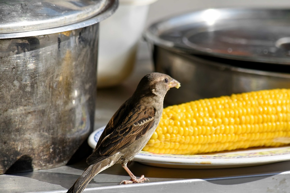 Corn eating sparrow