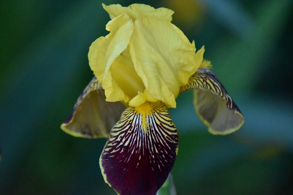 Purple yellow iris