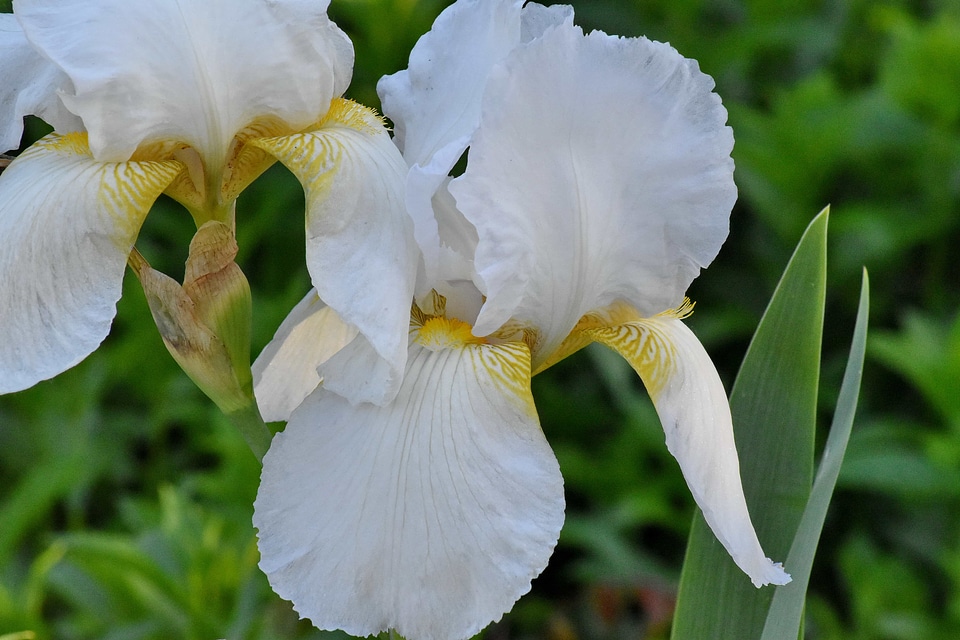 Detail flower garden white flower