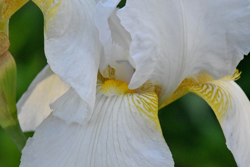 Plant iris nature