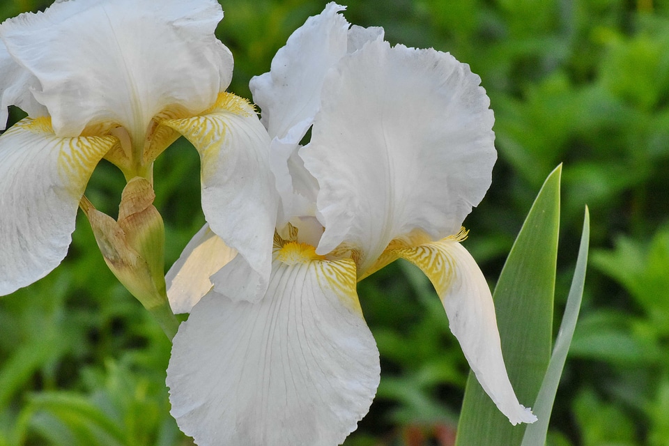 Gardening iris petals