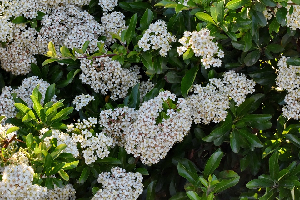 Branches bushes white flower