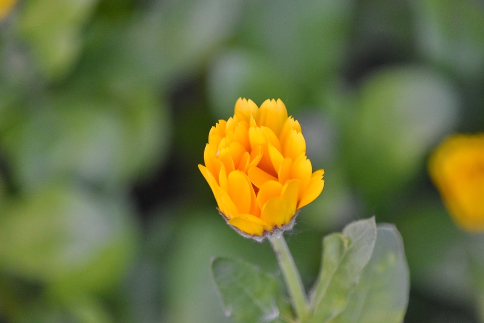 Flower Garden yellow nature
