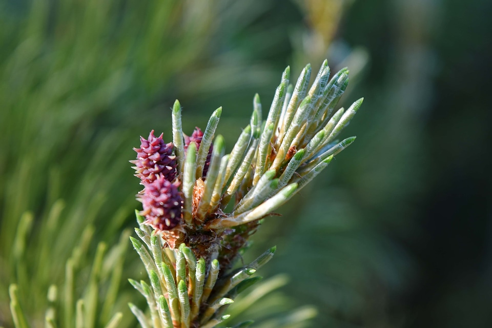 Branches conifers spring time