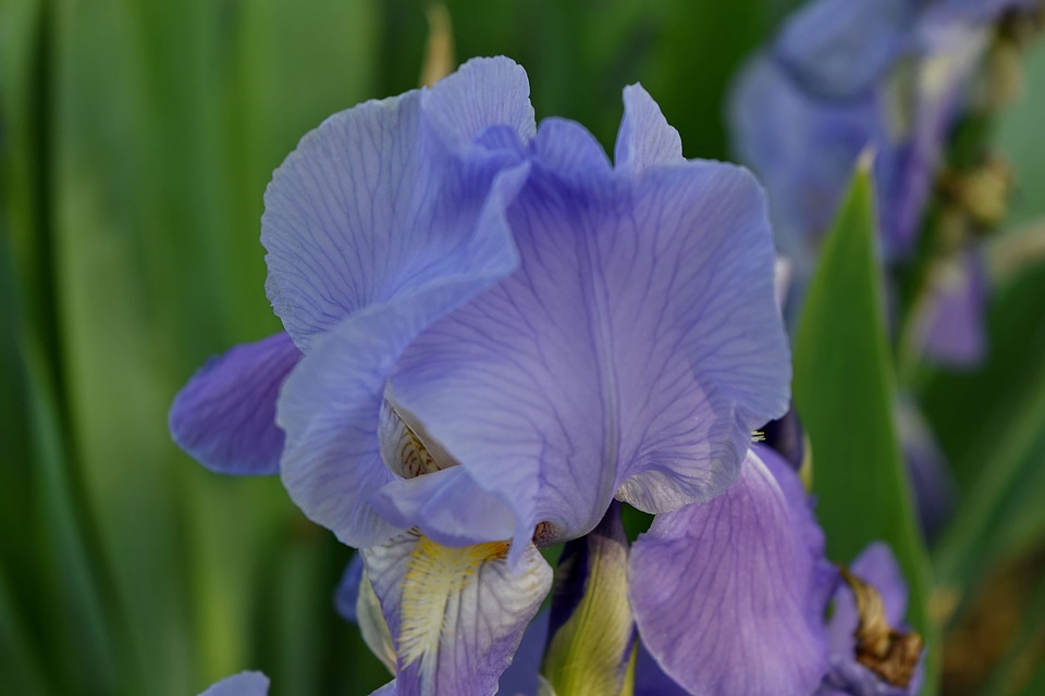 Iris flower plant